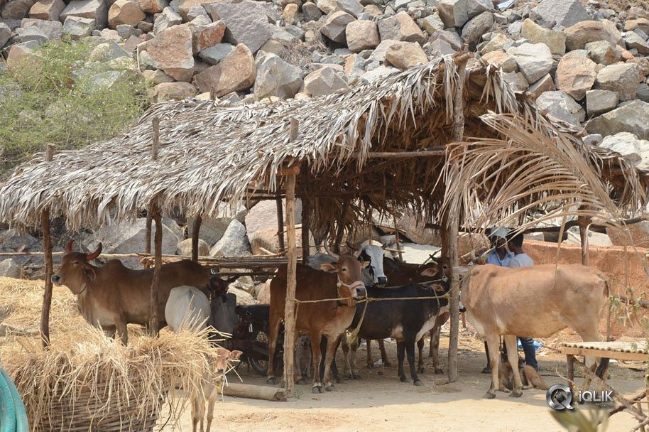 Rangasthalam-Movie-Village-Set-Photos